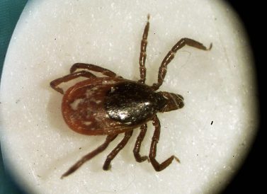 article image - Deer Tick